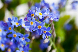 Check spelling or type a new query. Forget Me Not Flowers Close Up Stockphoto