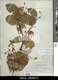 Image result for Clerodendrum capitatum