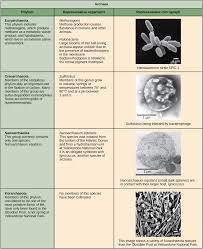 prokaryote classification and diversity article khan academy