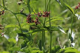 Image result for Vincetoxicum monticola