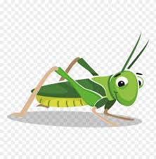 Over 6,404 cricket insect pictures to choose from, with no signup needed. Download Cricket Insect Clipart Png Images Background Toppng
