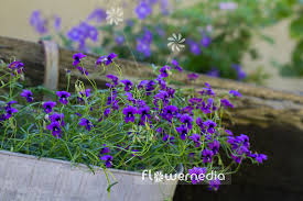 Image result for Monopsis