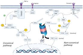 Image result for Scombroid Fish Poisoning