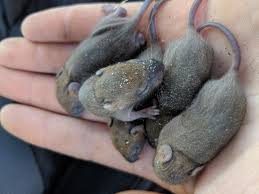 Maybe you would like to learn more about one of these? Baby Field Mice That Survived Harvest Season Aww