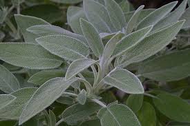 Infuso Di Salvia Per Un Ventre Piatto Vivere Piu Sani Ventre Piatto Salute Rimedi Domestici Naturali