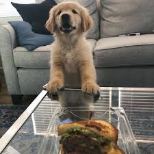 This Was My Dog Since The Day We Brought Him Home Cute Dogs Cute Puppies Golden Dog