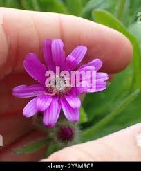 Image result for Senecio speciosus