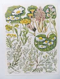 Vintage Botanical Flower Illustrations By Peonyandthistlepaper Botanical Drawings Flower Illustration Botanical Flowers
