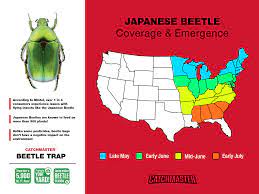 Guest post by veterinary surgeon and master gardener james. Japanese Beetle Trap Refill Two Lures Catchmaster