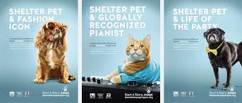 ** the aspca adoption center in new york city is currently closed adopting a pet in the new york city or los angeles area? Social Marketing Example 17 The Shelter Pet Project Start A Story Adopt Brogan Partners