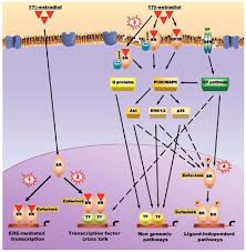 Image result for Selective Estrogen Receptor Modulator