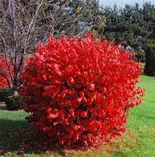Burning Bush Bushes Shrubs Burning Bush Shrub Burning Bush