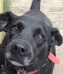 Best dog treats we like: Golden Retriever Lab German Shepherd Mix Dog For Adoption Near Kansas City Mo