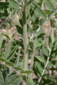 Image result for Tephrosia linearis