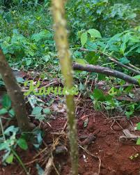 Image result for Cylicomorpha parviflora