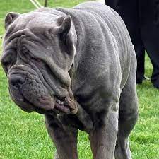 Voir plus d'idées sur le thème matin de naples, matin, naples. Le Matin De Naples Wanimoveto