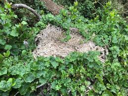 Image result for Delairea odorata