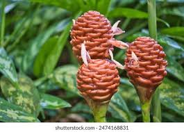 Image result for Coptosperma