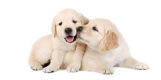 Puppy page for additional information and options for training a puppy of your choice. 1 Golden Retriever Puppies For Sale In Houston Uptown