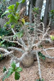 Image result for Pachypodium saundersii