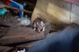 A rat is larger than a mouse and can weigh up to 0.5 kilograms (1 pound). Rats Are Taking Over New York City The New York Times