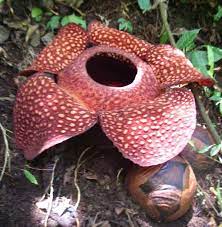 Rafflesia Arnoldii Largest Flower On Earth Has 3 Feet Dia