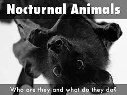 Nocturnal Animals By Chrystal Bates