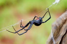 The black widow spider is probably the most venomous spider in north america. Black Widow Spider Facts Black Widow Spider Control Terro
