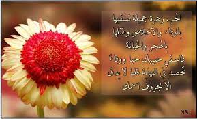الحب زهرة جميلة نسقيها بالوفاء والاخلاص ونقتلها بالهجر والخيانة فاسقى حبيبك حبا ووفاء تحصد فى النهاية قلبا لا يدق الا بحروف اسمك flowers plants dandelion