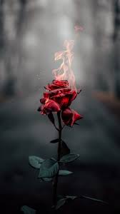 The Latest Iphone11 Iphone11 Pro Iphone 11 Pro Max Mobile Phone Hd Wallpapers Free Download Rose In 2020 Photography Wallpaper Nature Photography Fire Photography