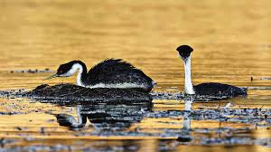 The lake is popular for bass fishing, picnics, kayaking, bird watching, camping and relaxing! The Moment Of Anticipation Male And Female Western Grebes At Santa Margarita Lake California Photograph By Darin Volpe