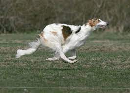 The borzoi was originally bred for the coursing of wild game on more or less open terrain. Double Suspension Running Action Of The Borzoi Borzoi Dog Dog Anatomy Beautiful Dogs