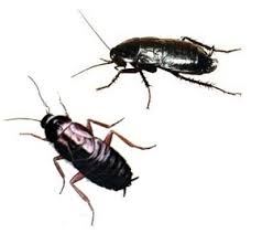 Comment Lutter Contre Des Blattes Ou Cafards Noirs