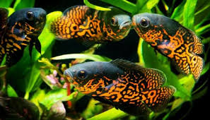 Kita kadang perlu sekali referensi jenis ikan hias predator yang punya banderol harga yang bahkan bocil pun membeli ikan hias predator tersebut. Inilah 25 Jenis Ikan Air Tawar Hias Dan Konsumsi