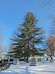 Maybe you would like to learn more about one of these? Pinus Koraiensis Korean Pine Mount Auburn Cemetery