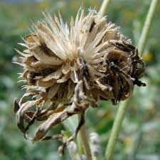 Image result for Verbesina encelioides