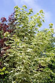 Image result for Vepris drummondii