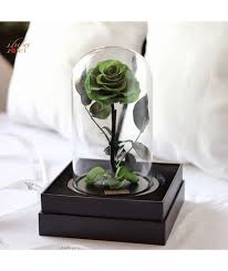 ايلوبا روز ليتل كوين plants