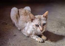 Don T Let Your Senior Cat Become A Skinny Old Kitty