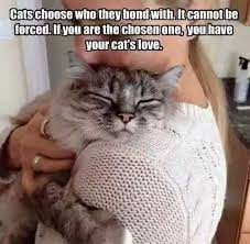 Cats Choose Who They Bond With It Cannot Be Forced If You Are The Chosen One You Have Your Cat S Love Cats Cat Quotes Cute Cats