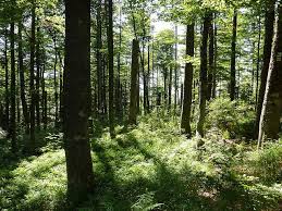 Bavarian Forest Bavarian Forest Forest Germany Travel