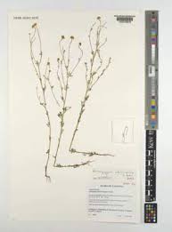 Image result for Anisopappus