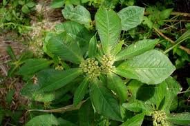 Image result for Euphorbia heterophylla