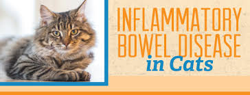Learn more from webmd about the reason they develop and how you can minimize them. Inflammatory Bowel Disease In Cats Aztec Animal Clinic