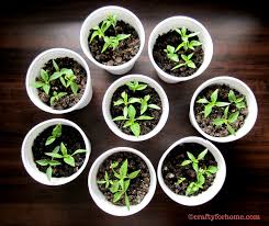 The germination rate of a seed packet also depends on the age and quality of the tomato seeds. Planting Thai Chili Peppers Crafty For Home