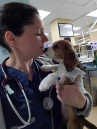 Zoetis Foundation/AVMF Veterinary Technician Student Scholarship