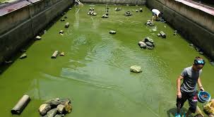 Kolam Pancing Udang Galah Noramzah Kg Kemensah Home Facebook