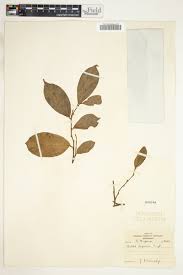 Image result for Celtis zenkeri