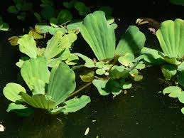 Image result for Pistia