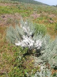 Image result for Eriocephalus racemosus